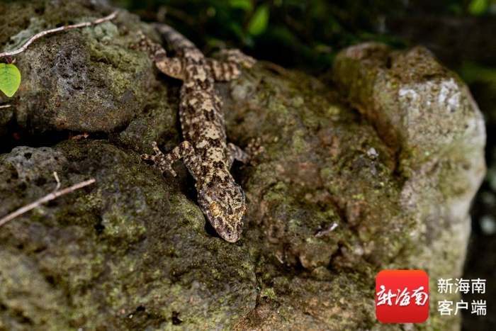 壁虎属新物种——自然保护地壁虎。受访者供图