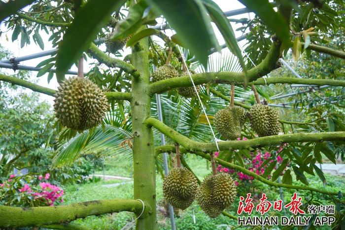 5月12日，三亚育才生态区优旗大嘴鸟榴莲种植基地，颗颗榴莲果挂在枝头，将于6月底陆续成熟上市。海南日报记者 王程龙 摄