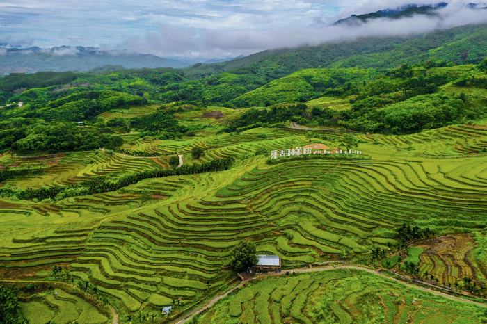 5月14日，五指山市毛阳镇牙胡梯田的稻谷正在由绿转黄，即将迎来最佳观赏期和收获期。海南日报通讯员 张江英 摄