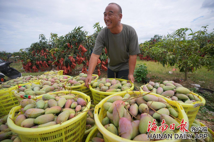乐东贵妃芒大批量上市。海南日报记者 王程龙 图 摄