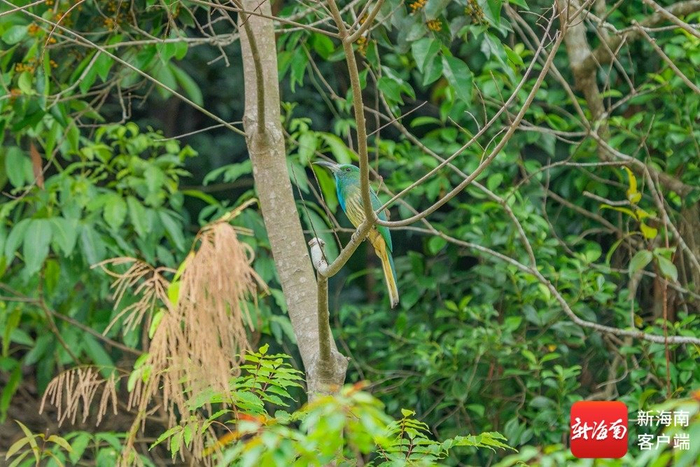 蓝须夜蜂虎利用全身绿色进行伪装。记者 刘孙谋 摄