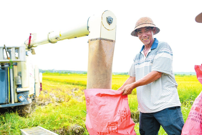 5月10日，在琼山区云龙镇三十六曲溪旁的稻田里，村民正在将收割的稻谷装袋。海口日报记者 苏弼坤 摄