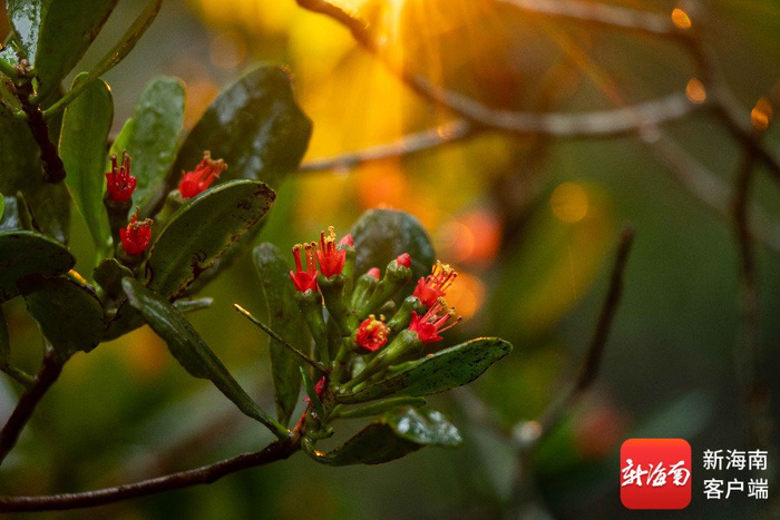 海口东寨港珍稀濒危植物红榄李花开正盛。刘孙谋 摄