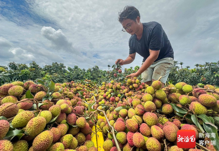 海口琼山区三门坡镇7万亩荔枝林迎来丰产，工人将荔枝装车。刘孙谋 摄