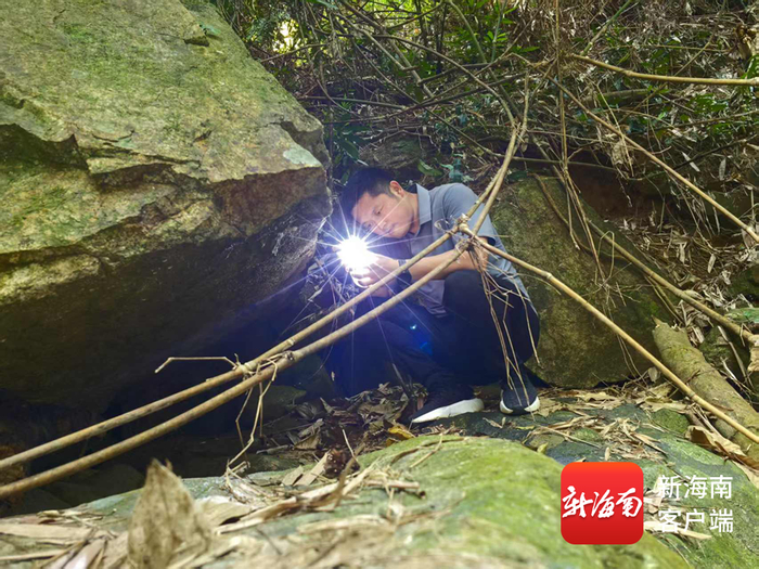 海南林业工作者周润邦在海南热带雨林国家公园霸王岭片区进行科学考察。受访者供图