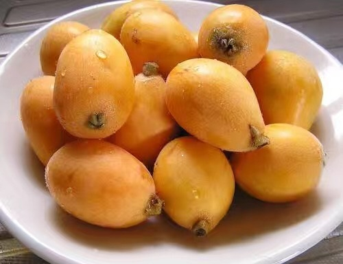 福建先后选育出10多个枇杷新品种，推动枇杷产业发展，有的品种后来改变了全国枇杷产业格局。（资料图片）