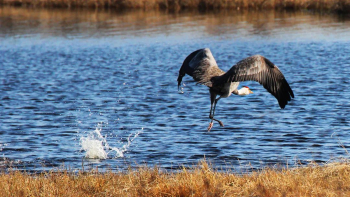 白头鹤（央广网发  伊春市委宣传部供图）