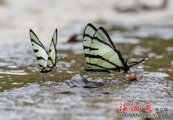 斜纹绿凤蝶现身海南热带雨林国家公园霸王岭片区的河道里。海南日报全媒体记者 李天平 摄