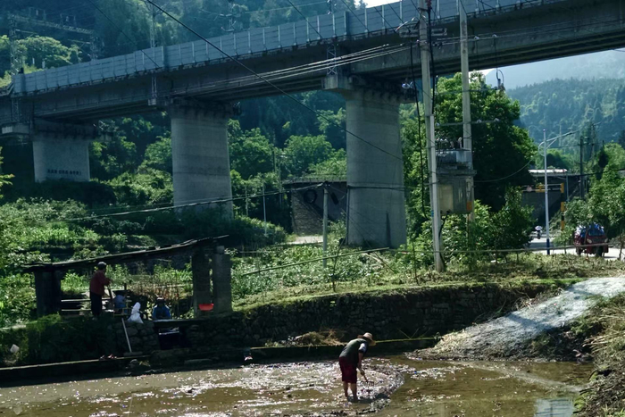务农的村民，与上方已通车的高铁轨道图源：时代周报记者 傅一波