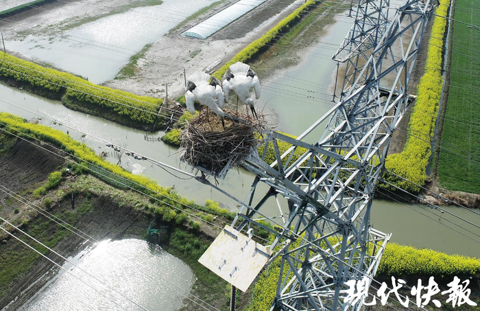 东方白鹳 受访者供图