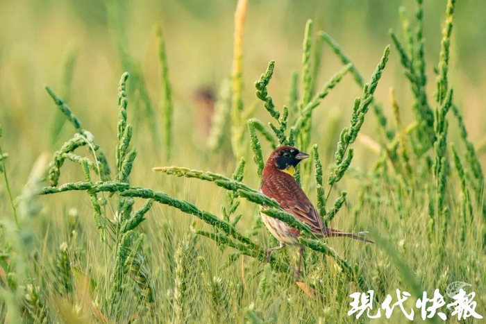 2025年5月监测调查中拍摄到的黄胸鹀 苏州市林学会供图