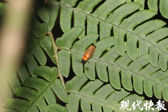在军山自然保留地观测到萤火虫（黄脉翅萤）种群 受访者供图