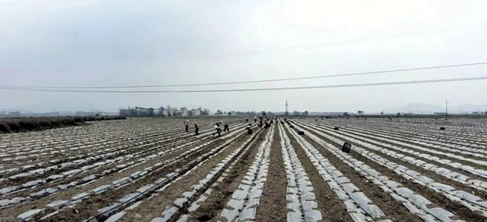 ↑广糖集团西江制糖公司桂平厚禄自营基地水肥一体化设施（吴周 摄）