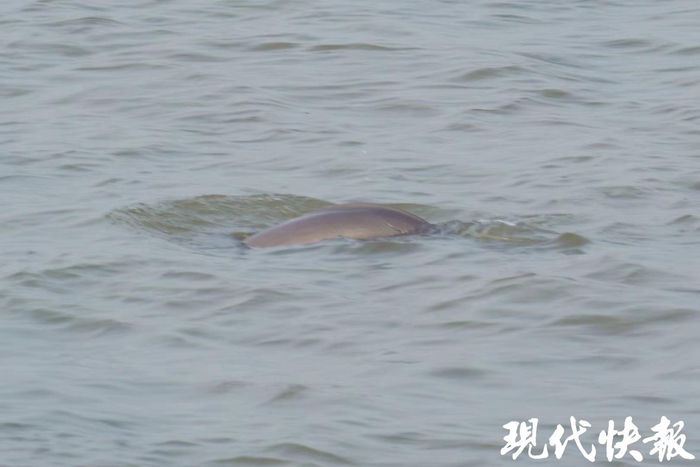 长江江豚 江苏省南通环境监测中心供图