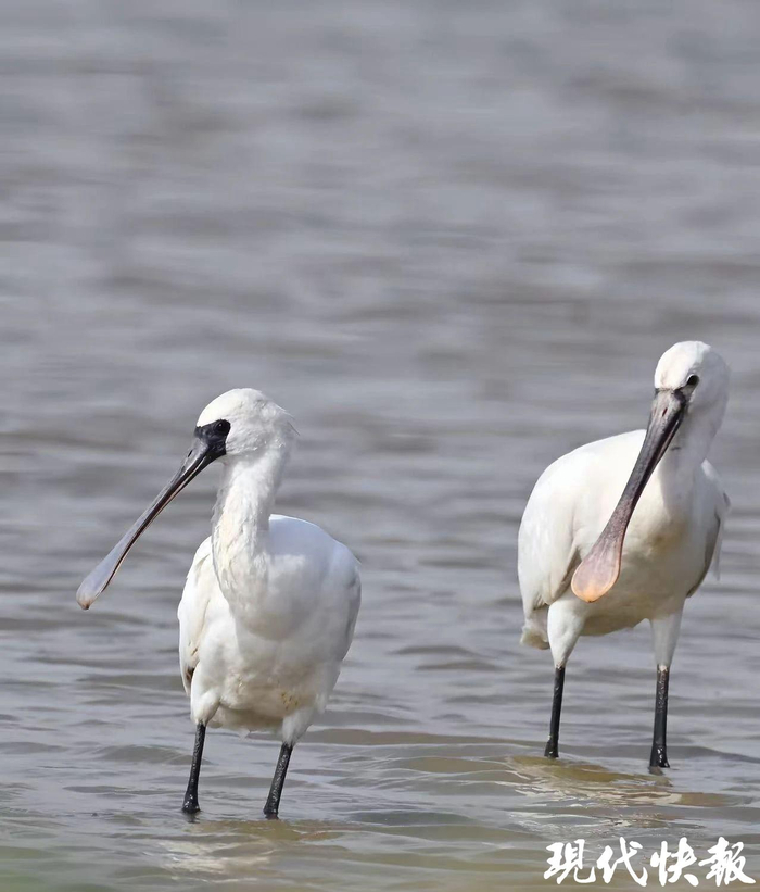 黑脸琵鹭（左）和白琵鹭  受访者供图