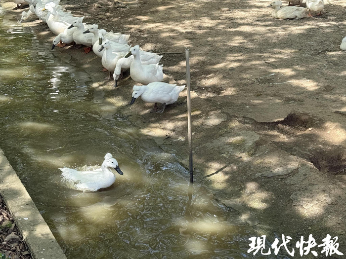 润州凤头白鸭 曹德伟 摄