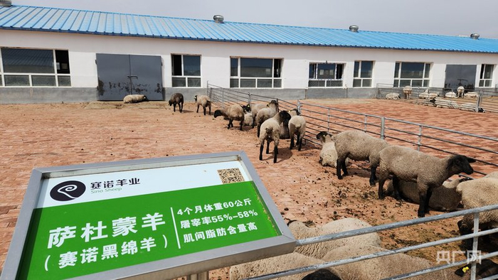 中国农业大学教授侯健与团队研发的萨杜蒙羊（央广网记者  杨亚东  摄）