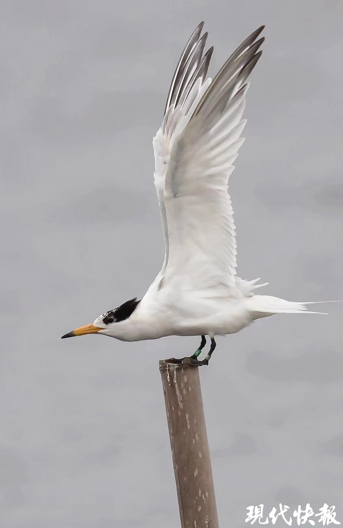 中华凤头燕鸥 朱迎春摄