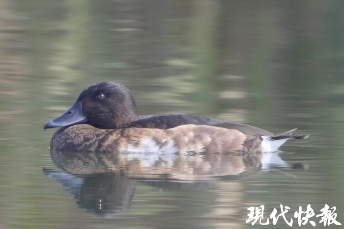 青头潜鸭 受访者供图