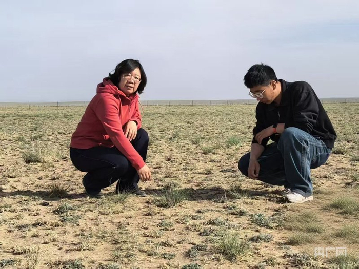 商都县科技特派团团长殷国梅（左一）和帮扶成员一起查看天然草场生长情况（央广网发  受访者供图）