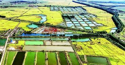 俯瞰吉林省长春市农安县龙王乡“稻蟹共生”田园风光，一幅醉人“丰”景映入眼帘。吉林日报记者 石雷摄