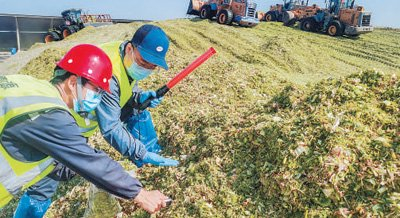 山西省万雄牧场，技术人员在指导牧场制作高品质全株玉米青贮饲料。图为受访者提供