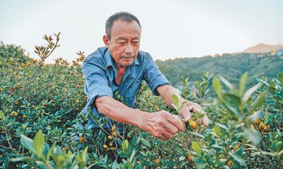 福建省宁德市福鼎市是我国栀子重要产地之一，图为当地农户在扬子江药业集团标准化种植基地采摘栀子。邱活摄（人民视觉）