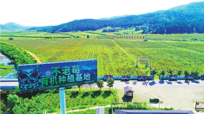        岭秀山公司拥有全国面积最大的有机不老莓种植基地。弓长岭区委宣传部供图