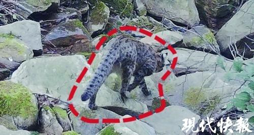 活跃在连云港山林间的豹猫