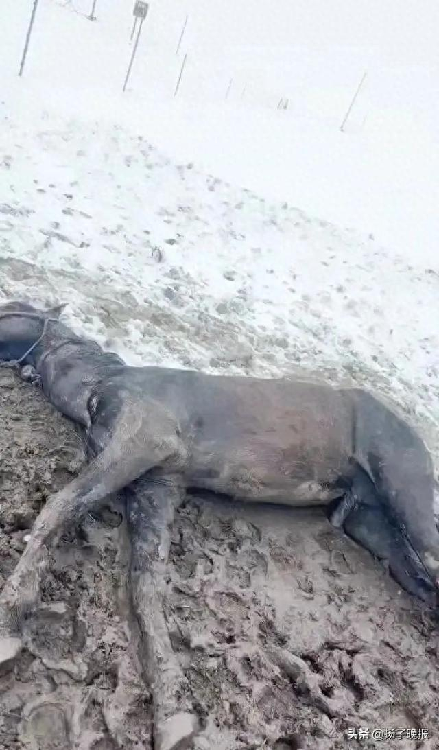 视频截图（受访者提供）