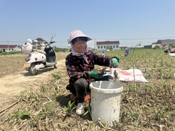 村民在田间挖蒜头（央广网记者 顾炀威 摄）