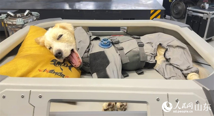 特效工作室为电影打造的仿生机械狗“塔塔”。人民网 郑昕桥摄