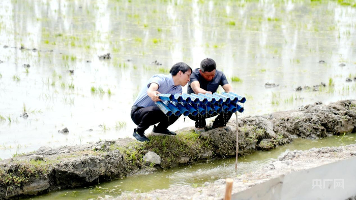董伟仁和楼忠明在稻田里观察澳洲淡水龙虾在人工巢穴入住情况  （央广网发  赵新昌  摄）