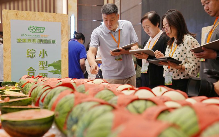 擂台赛现场，专家对西瓜打分。新京报记者 李木易 摄