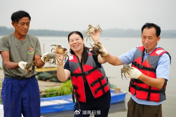 国家地理标志产品——白泥湖螃蟹丰收。