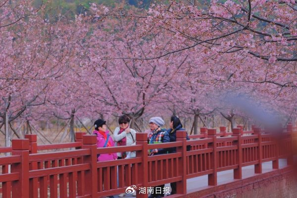 云溪双清生态旅游区樱花树下游客拍照打卡。