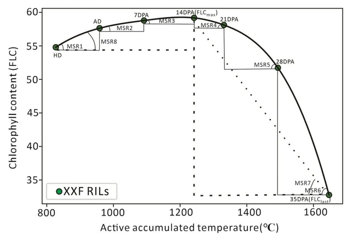 图2 不同活动积温下小麦旗叶叶绿素含量动态变化