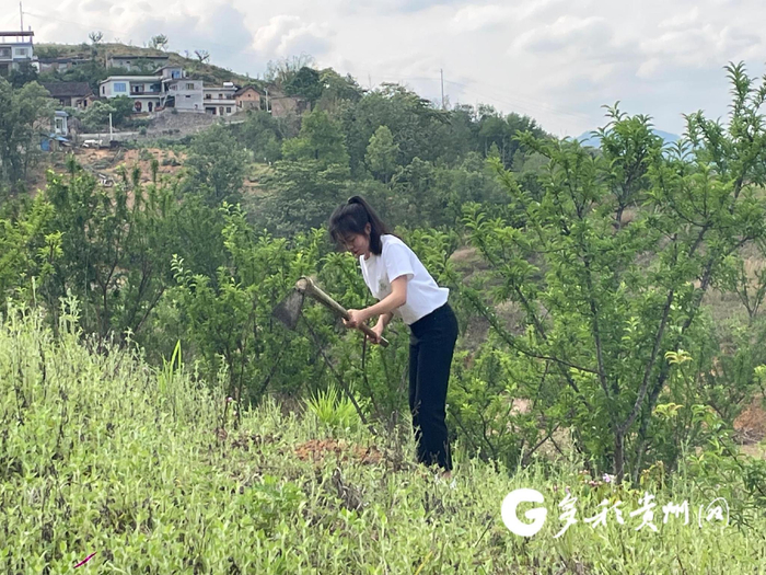 刘文飘给自家果园疏松土壤