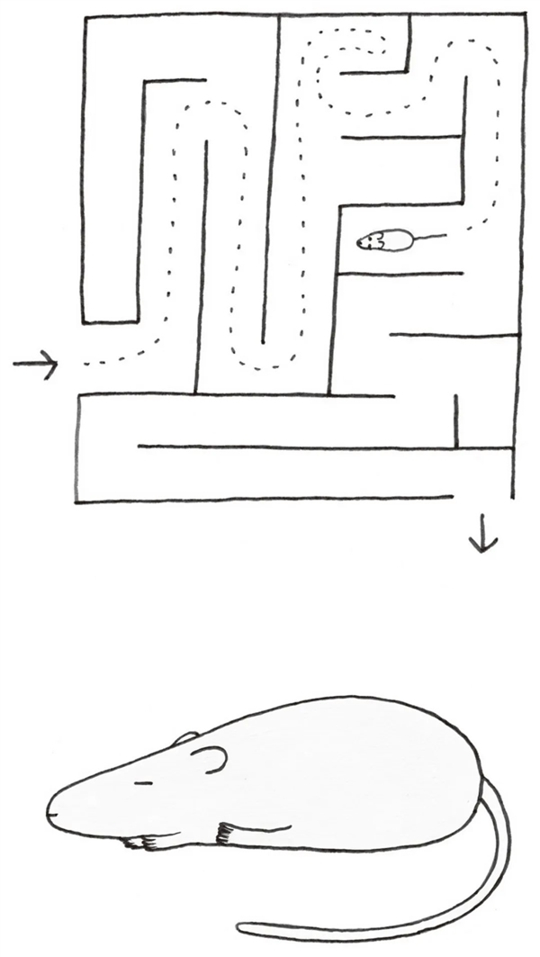 图 2　老鼠睡觉时，它的海马体会重现关于迷宫的记忆！