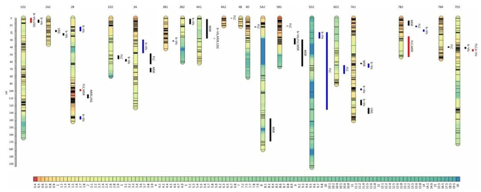 图4 与持绿相关QTL位点