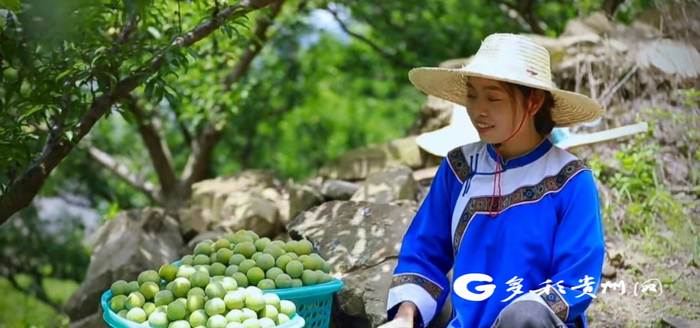 刘文飘与蜂糖李