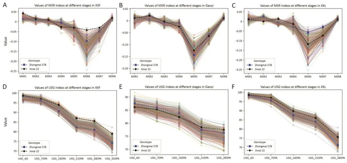 图3 中麦578/济麦22 RIL群体不同基因型持绿率变化情况