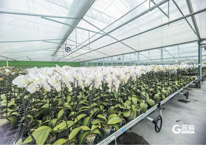 天美花卉智能化温室大棚培育的蝴蝶兰。刘栋 摄