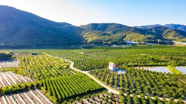 △四会市黄田镇沙糖桔产业。图源 四会发布