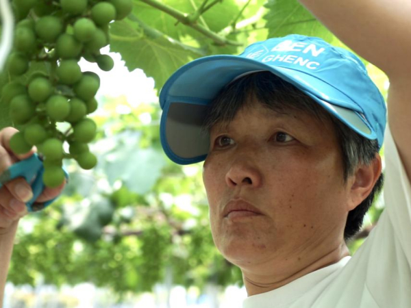王加芹为葡萄剪枝（央广网发  李睫  摄）