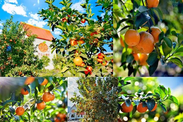 △四会翠田农业科技有限公司千亩沙糖桔高标准高效益示范园。黄田镇 供图