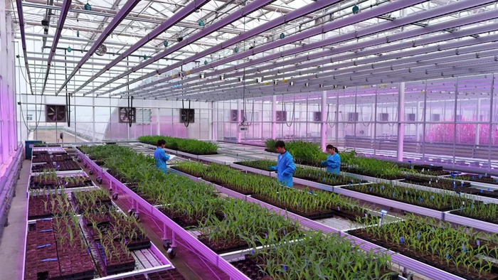 科研人员在苗室进行取样并检查成活率