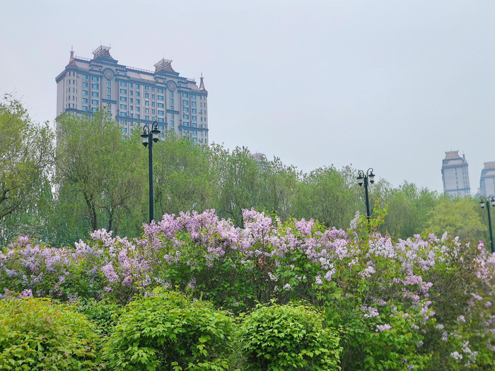 丁香与建筑相得益彰