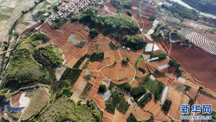 航拍种植基地（5月21日摄）。新华网发（芒市融媒体中心供图）