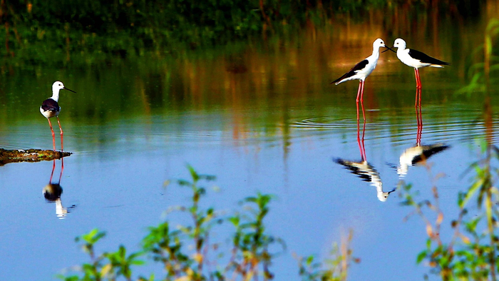 五强溪国家湿地公园（刘科 摄）